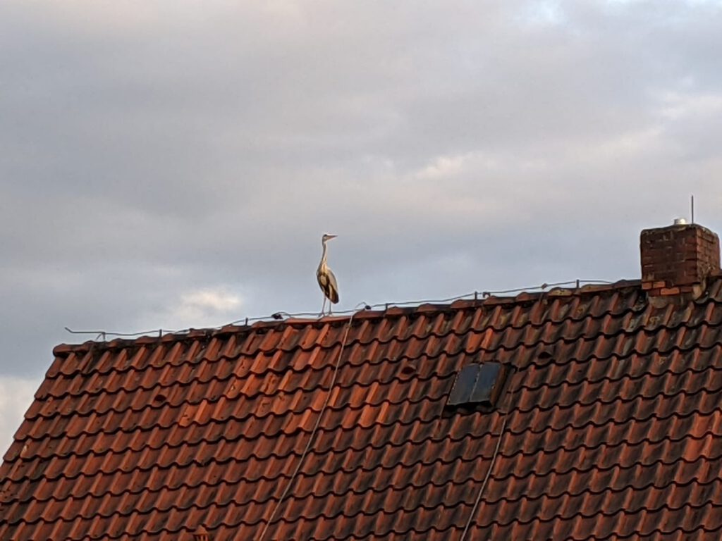 Der Fischreiher auf Nachbars Dach beim Beobachten des Teichbaus