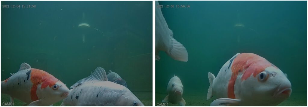 Hier ein paar Unterwasserbilder von Nemo