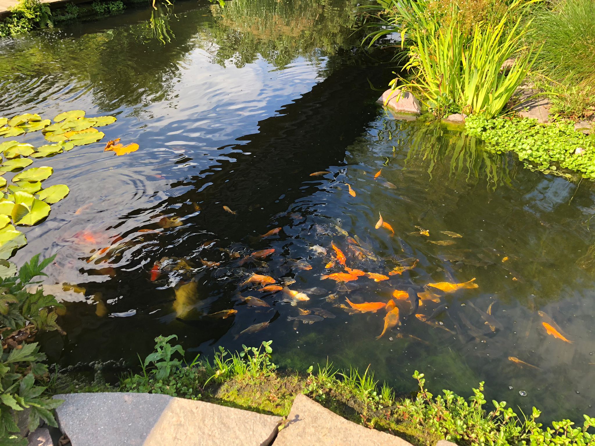 Vorbereitungen für die Laichzeit der Koi und Aufbau unseres