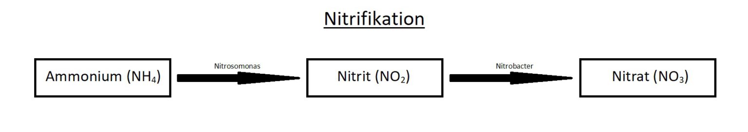 Wasserwerte Teil 2 Nitrit und Nitrat im Teich koiteichblog