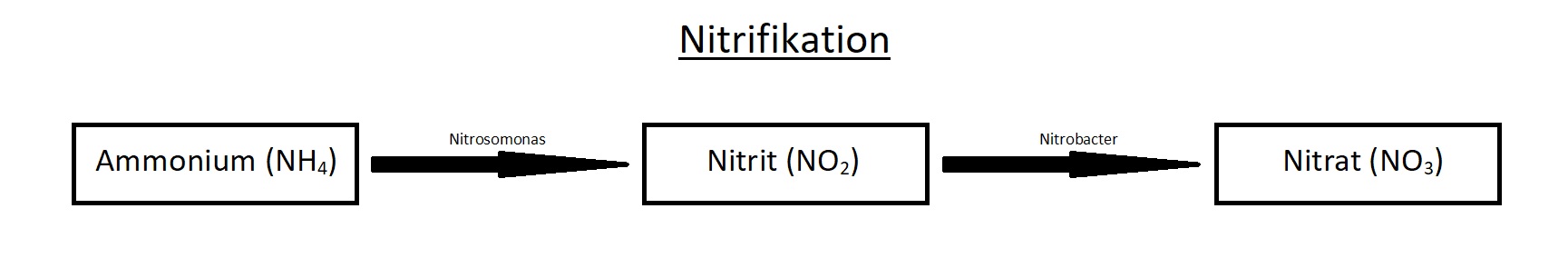 Wasserwerte Teil 2 Nitrit und Nitrat im Teich koiteichblog