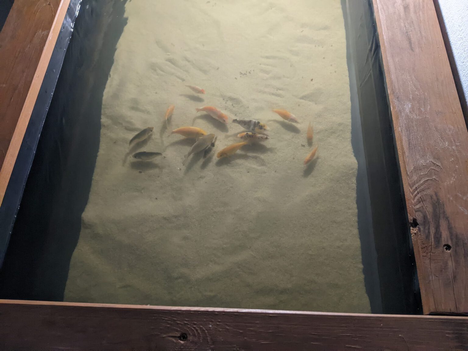 Koi Aufzucht Teil 4 Die Entwicklung unserer kleinen Koibabys nach